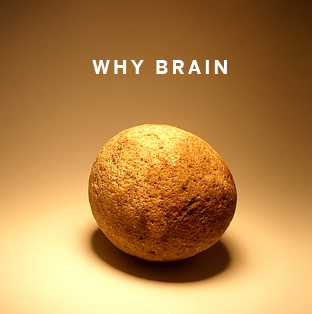 WHY BRAIN